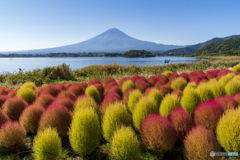 紅葉始まりのコキア