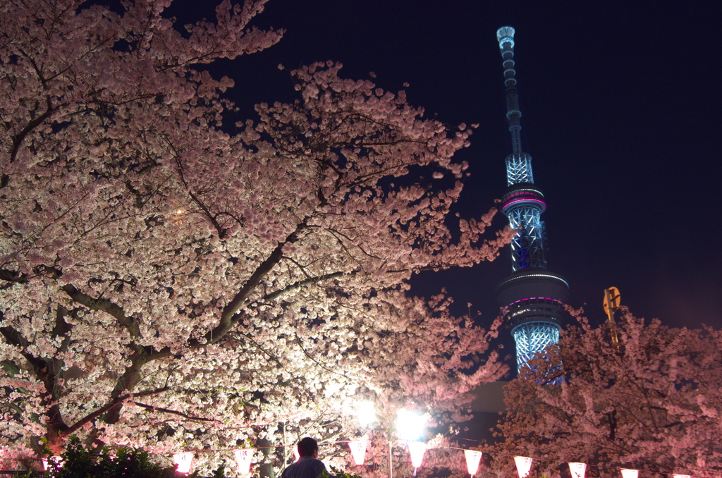 桜とスカイツリー