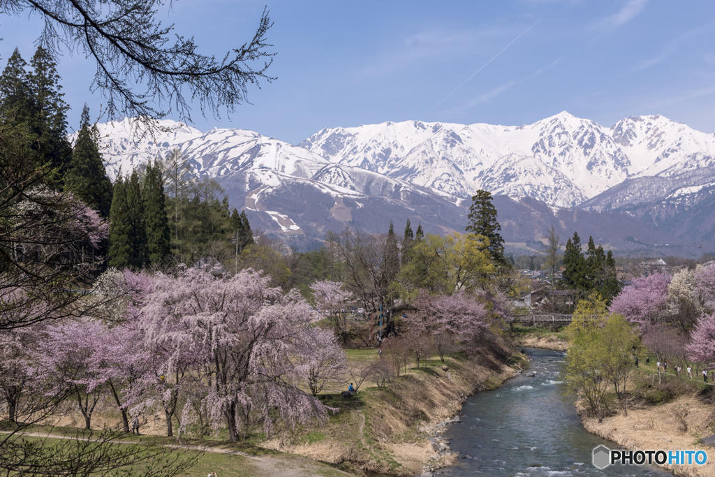 大出公園の春
