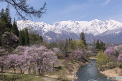 大出公園の春