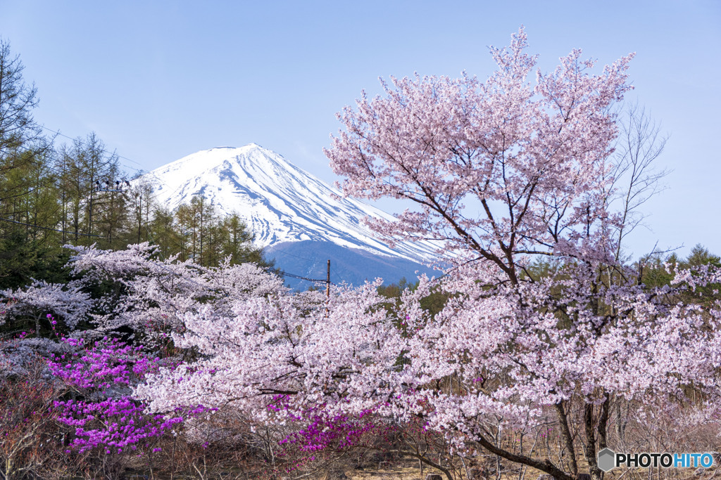 富士桜咲く