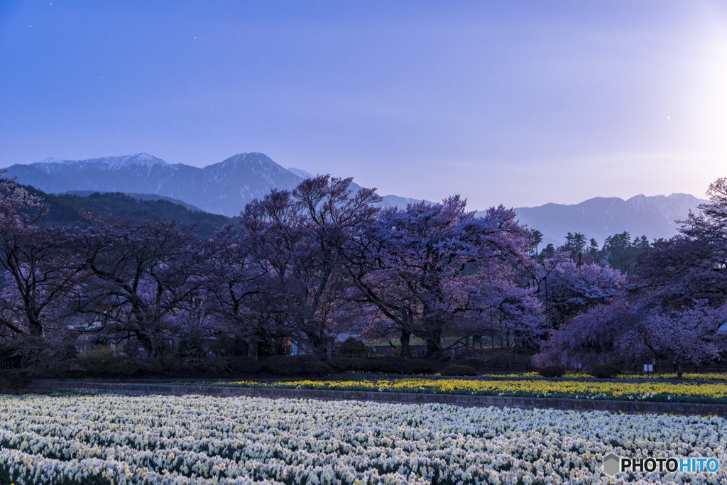 月夜の観桜
