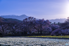 月夜の観桜