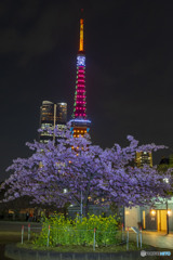 河津桜と東京タワー