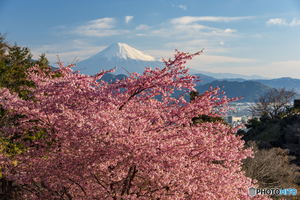 満開桜と富士山１