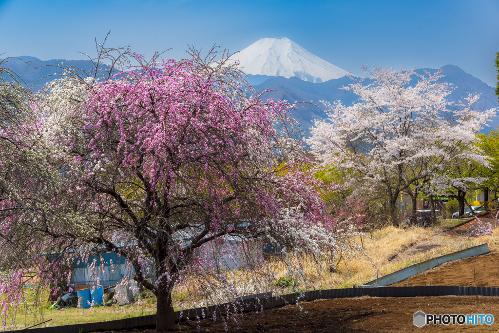 里山の春４