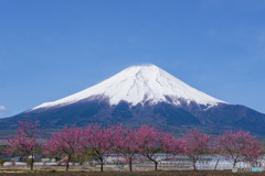 ハナモモ咲く