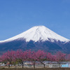 ハナモモ咲く