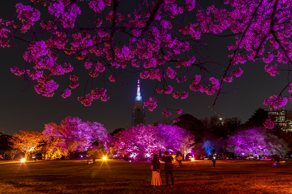 NAKED桜の新宿御苑2023