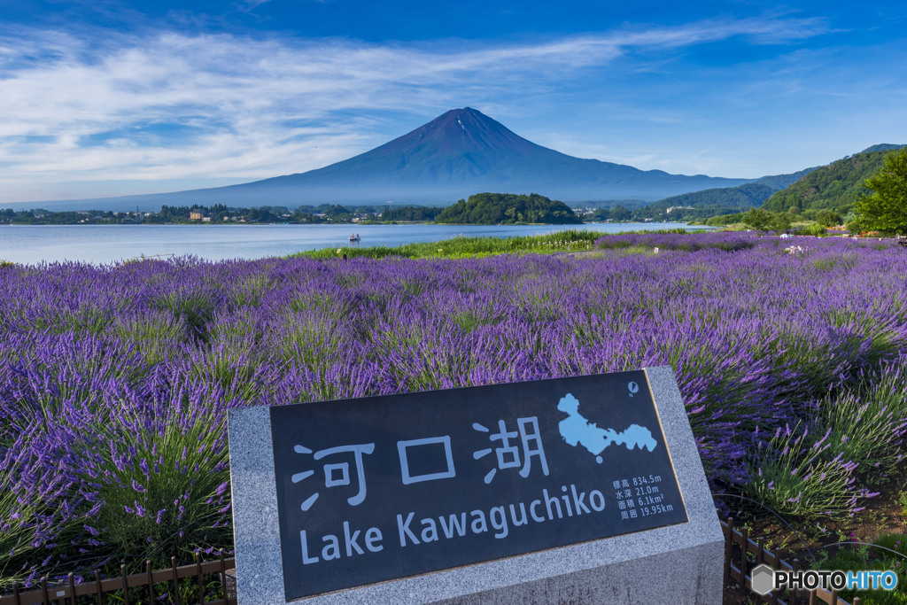 大石公園のラベンダー