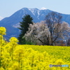飯山の春