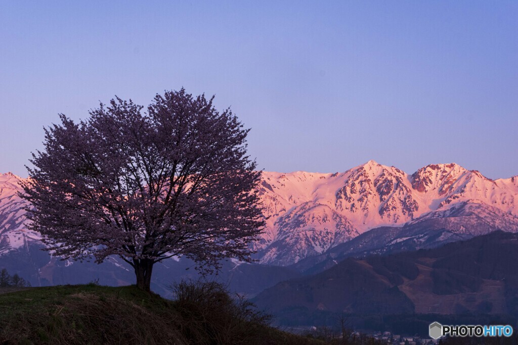 野平の一本桜