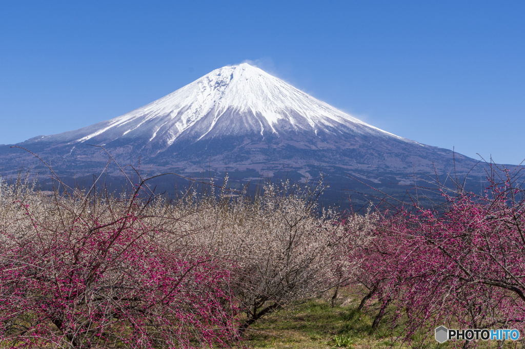 梅林越しの富士山