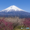 梅林越しの富士山