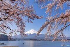 2022河口湖の桜