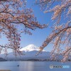 2022河口湖の桜