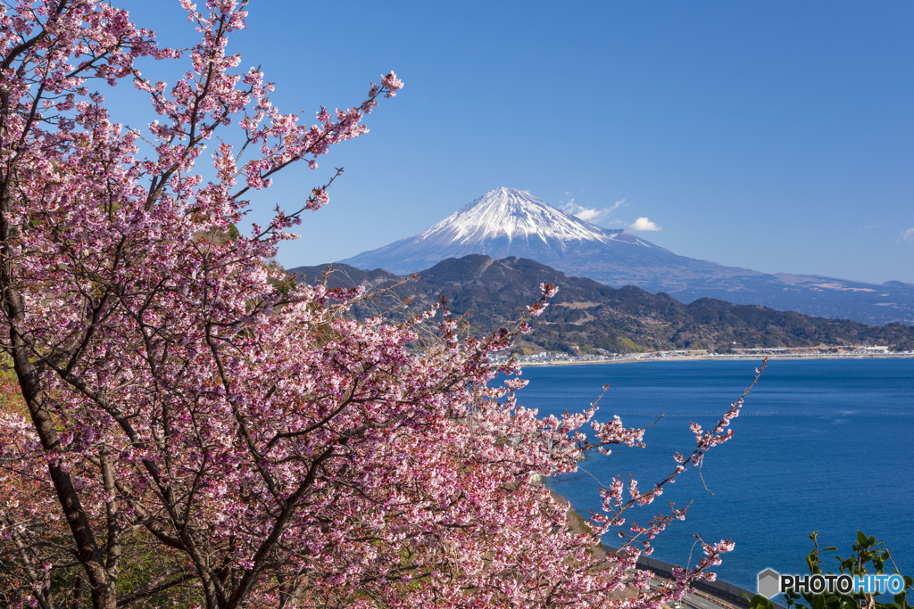 寒桜と富士山