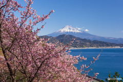 寒桜と富士山