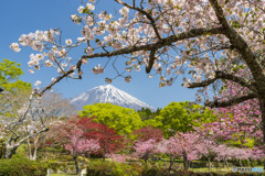 八重桜咲く風景３