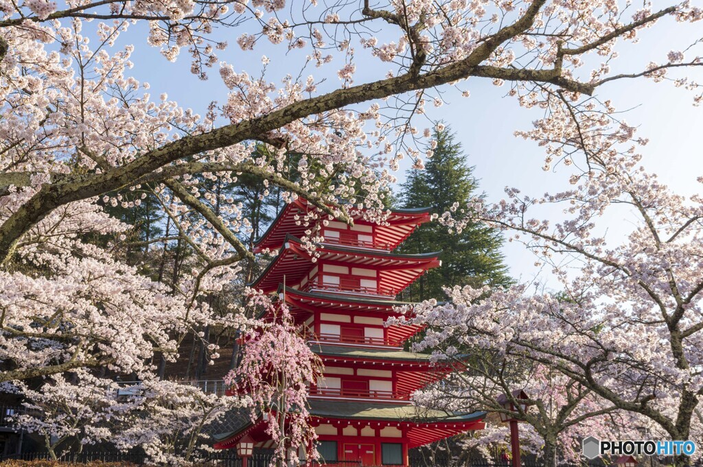 忠霊塔と桜