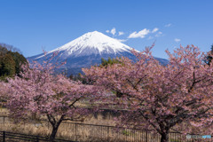 富士宮の河津桜１