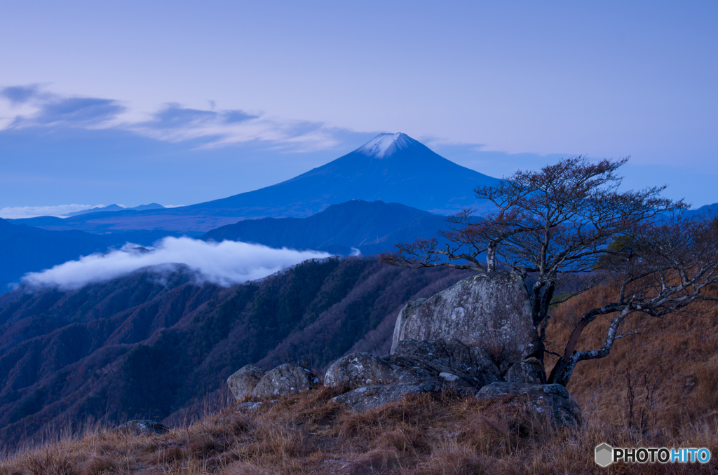 高原の銘木