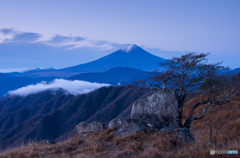 高原の銘木