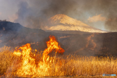 東富士演習地の野焼き