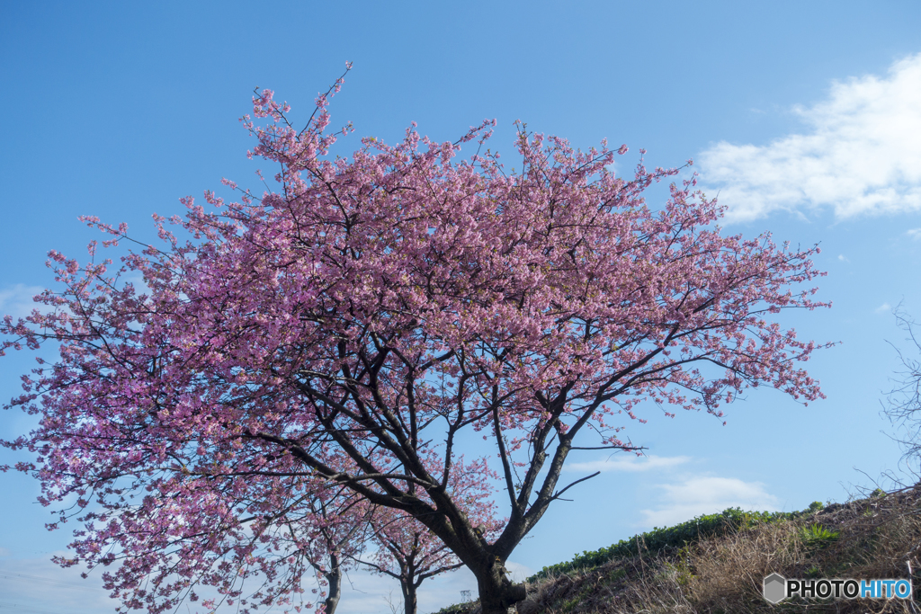 青空＆桜