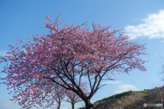 青空＆桜