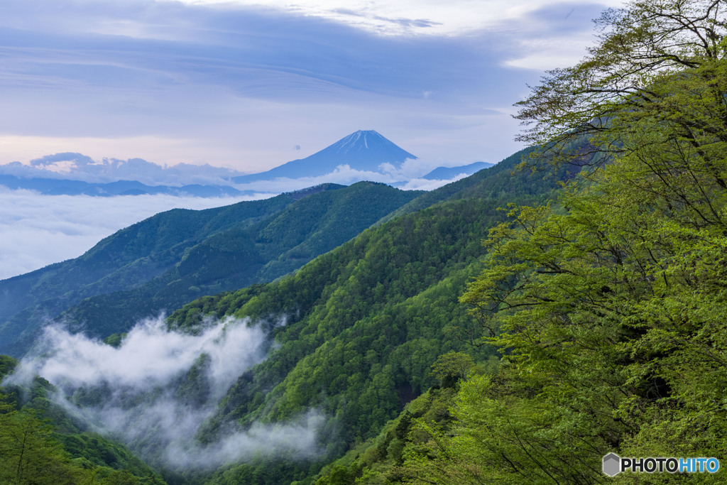 新緑と富士山