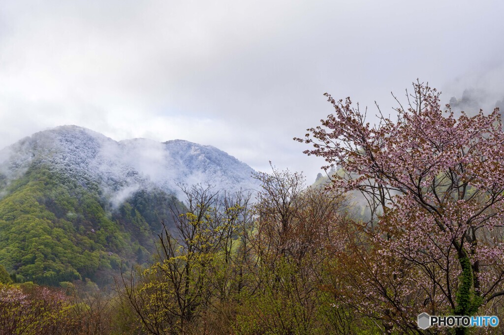 山桜と降雪の山