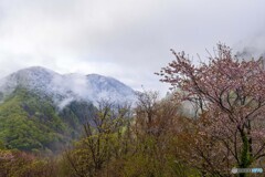 山桜と降雪の山