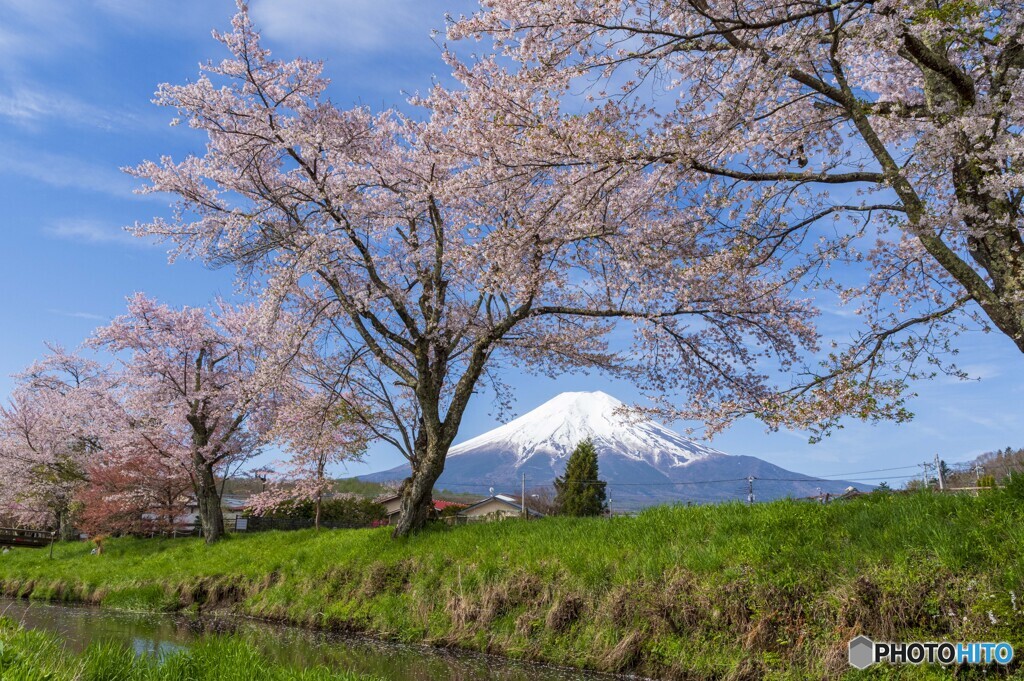 忍野の春