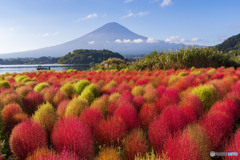 コキアと富士山