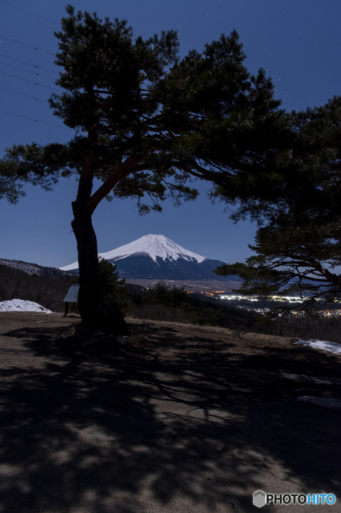 月光の松