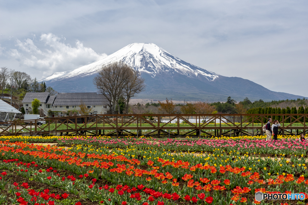 チューリップと富士山