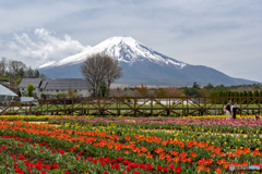 チューリップと富士山