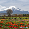 チューリップと富士山