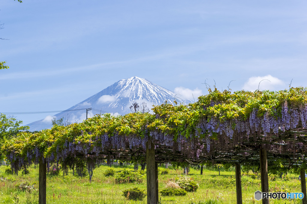 藤棚と富士山