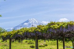 藤棚と富士山