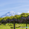 藤棚と富士山