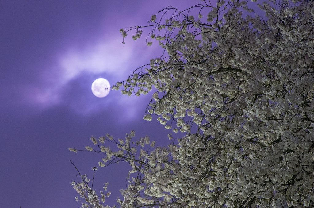 月夜の桜