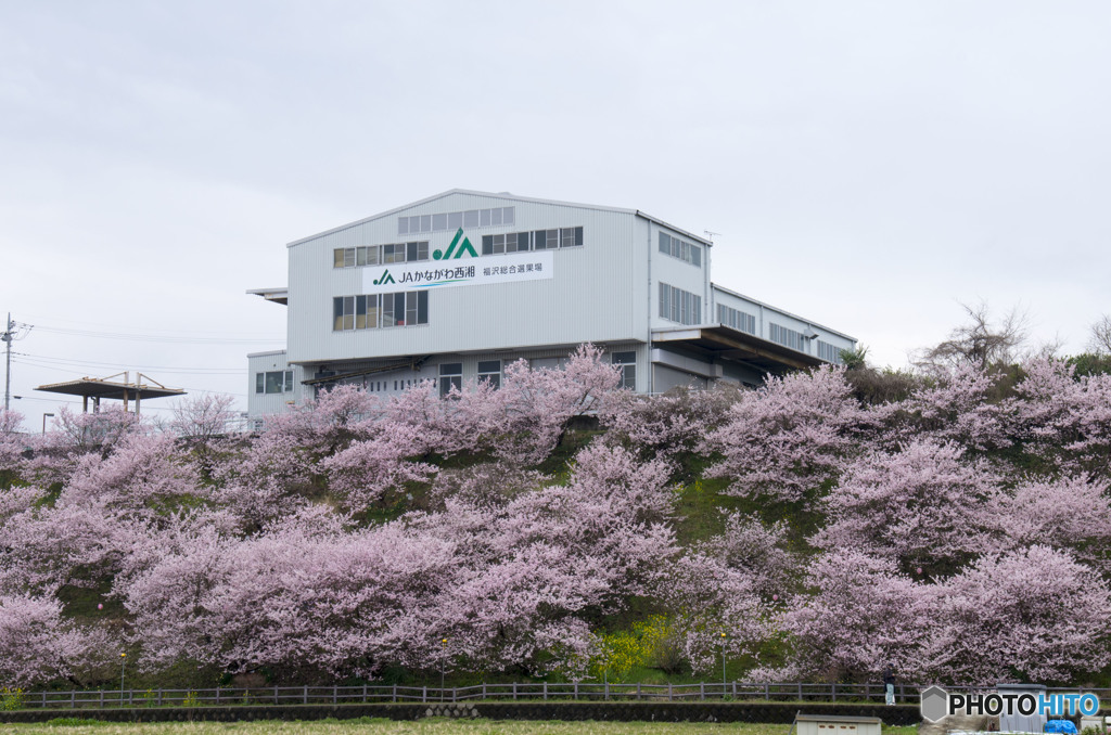 早咲き「春めき桜」