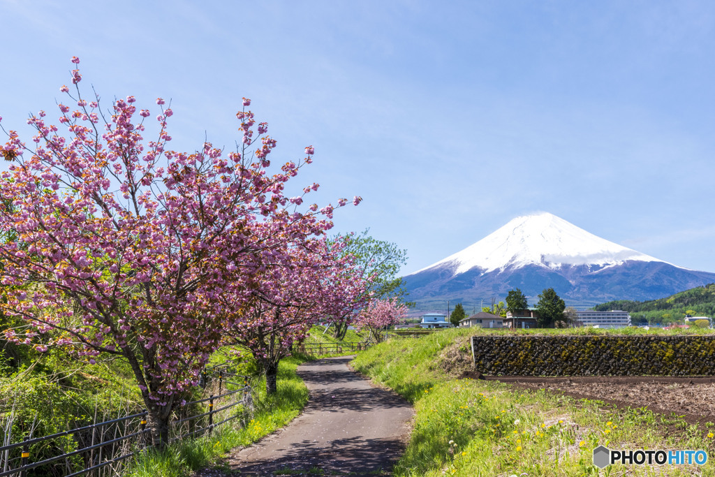 富士吉田の八重桜