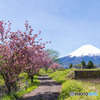 富士吉田の八重桜