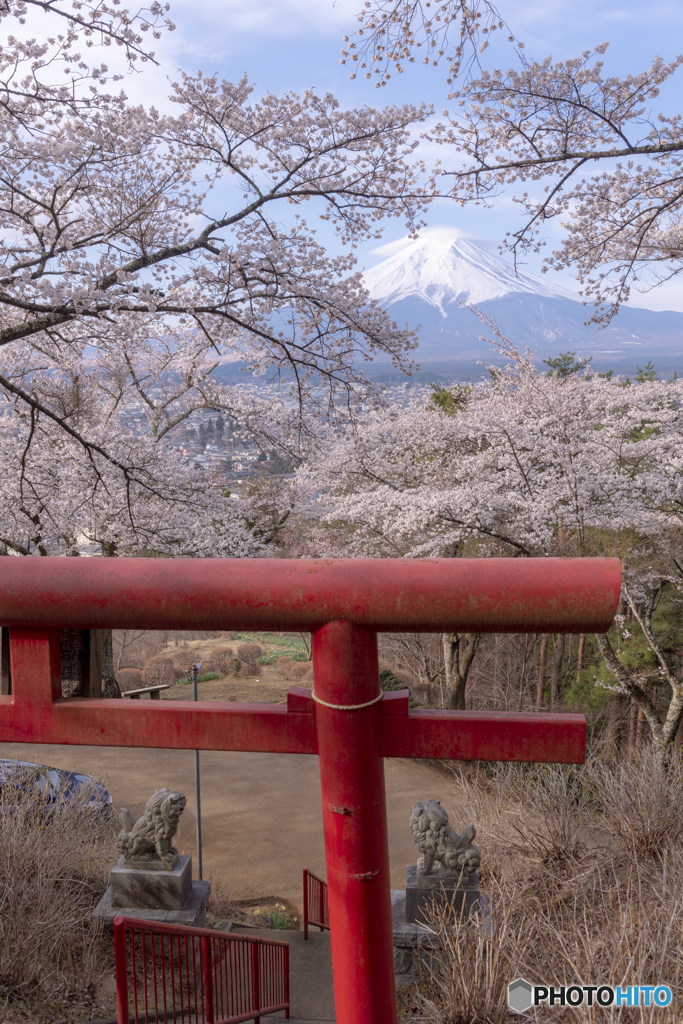 鳥居と桜と富士山