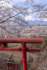 鳥居と桜と富士山