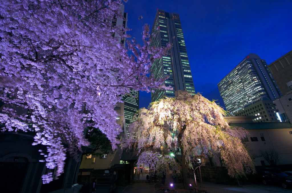 高層ビル＆桜