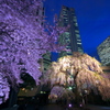 高層ビル＆桜